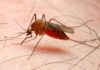 ¡CUIDADO! BROTE DE MALARIA EN LIMÓN