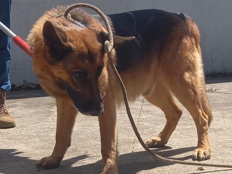 CAMPAÑA PARA QUE NO SACRIFIQUEN PERRO QUE ATACÓ NIÑO