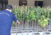 DOCE PRODUCTORES DE MARIHUANA HIDROPÓNICA PASARÁN 9 MESES DE PRISIÓN PREVENTIVA