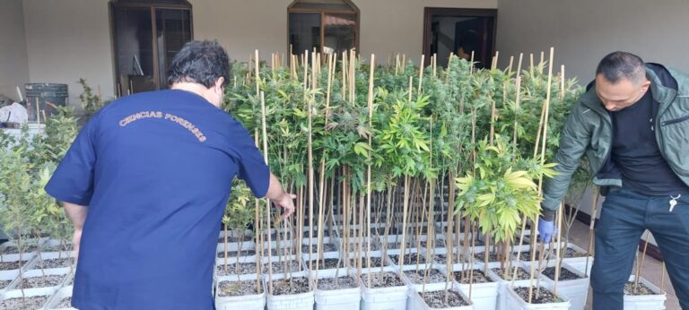 DOCE PRODUCTORES DE MARIHUANA HIDROPÓNICA PASARÁN 9 MESES DE PRISIÓN PREVENTIVA