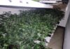 ENCUENTRAN OTRO LABORATORIO DE MARIHUANA EN BELÉN