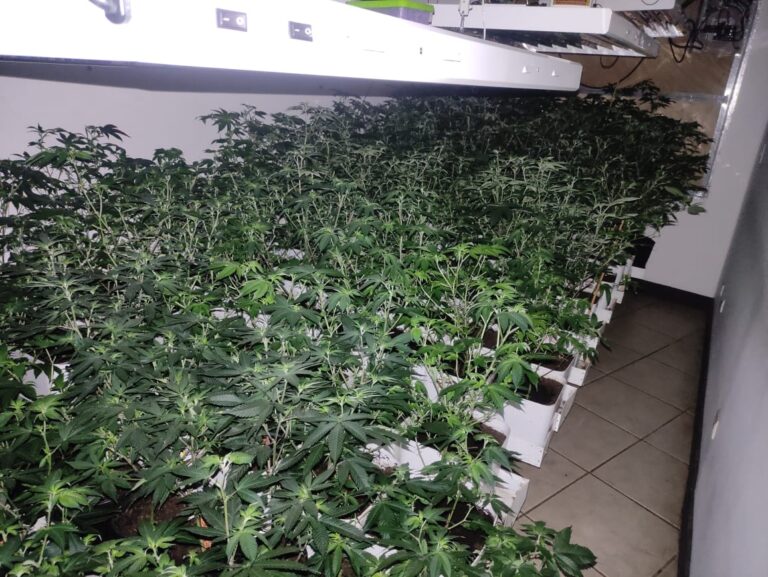 ENCUENTRAN OTRO LABORATORIO DE MARIHUANA EN BELÉN