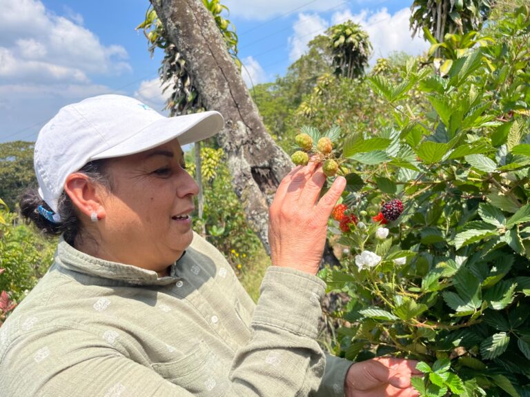 MORAS CON SABOR A FE Y ESFUERZO