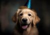 RECOMENDACIONES PARA QUE SU MASCOTA ESTÉ MÁS SALUDABLE Y VIVA MÁS