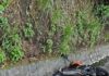 JOVEN DE 21 MURIÓ EN ACCIDENTE ESTA MAÑANA