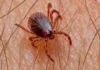 MUEREN TRES PERSONAS POR BACTERIA TRANSMITIDA POR PULGAS, PIOJOS Y GARRAPATAS