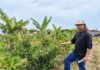 BELEMITA DESARROLLA AGRICULTURA SINTRÓPICA