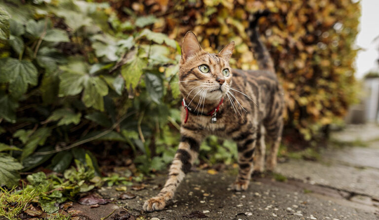 EN EL DÍA INTERNACIONAL DEL GATO HACEN LLAMADO A LA PREVENCIÓN DE ENFERMEDADES