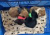 RESCATAN SEIS PERROS ABANDONADOS EN VARA BLANCA