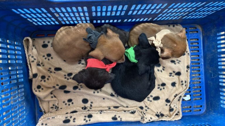 RESCATAN SEIS PERROS ABANDONADOS EN VARA BLANCA