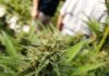 UNIVERSIDAD NACIONAL OBTIENE PERMISO PARA CULTIVAR CÁÑAMO