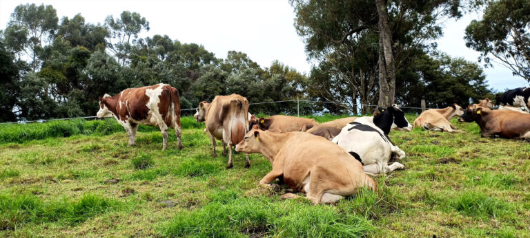 MODELO NAMA GANADERÍA ALCANZA MÁS DE 2700 FINCAS A NIVEL NACIONAL