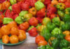 CONCURSO PARA COMER CHILE PICANTE, MAÑANA EN LA FERIA DEL CHILE