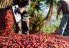 BRUMAS DEL ZURQUÍ: CAFÉ DE EXPORTACIÓN CON SELLO DE EXCELENCIA