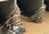 ACUMULACIÓN DE BASURA EN ALCANTARILLAS CAUSA DE LAS INUNDACIONES
