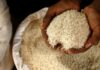 CNP COMPRARÁ ARROZ A MICRO, PEQUEÑOS Y MEDIANOS PRODUCTORES
