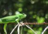 FLORES CONTARÁ CON UN REFUGIO CLIMÁTICO PARA LA VIDA SILVESTRE