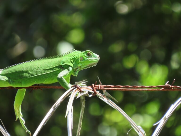 FLORES CONTARÁ CON UN REFUGIO CLIMÁTICO PARA LA VIDA SILVESTRE