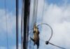 ZARIGUELLA ELECTROCUTADA FRENTE A ESCUELA BRAULIO CAUSA TEMOR