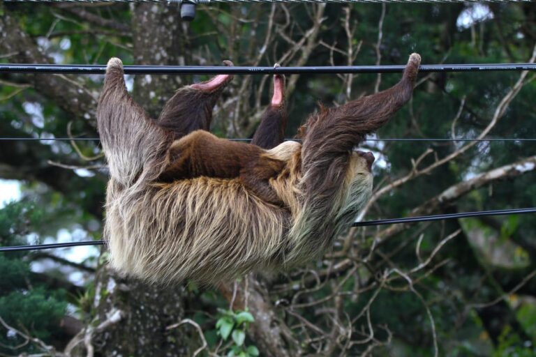 PROTECCIÓN DE CABLEADOS SALVA VIDAS DE MUCHOS ANIMALES EN HEREDIA