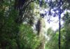 DOS DESAPARECIDOS EN EL PARQUE NACIONAL BRAULIO CARRILLO
