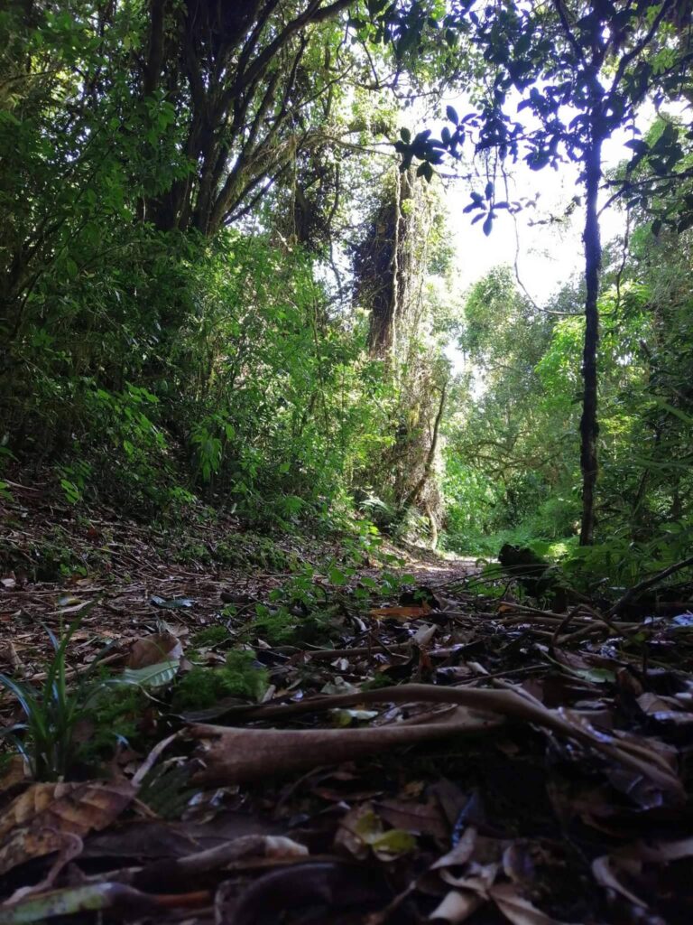 DOS DESAPARECIDOS EN EL PARQUE NACIONAL BRAULIO CARRILLO