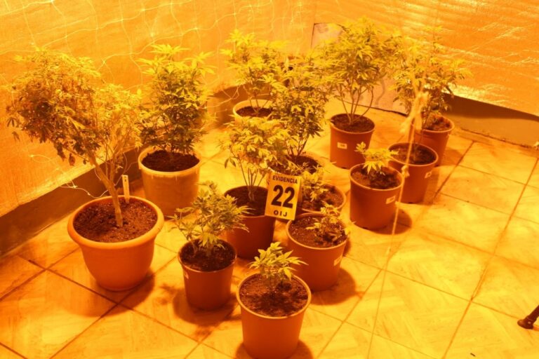 DESMANTELAN LABORATORIO DE MARIHUANA HIDROPONICA