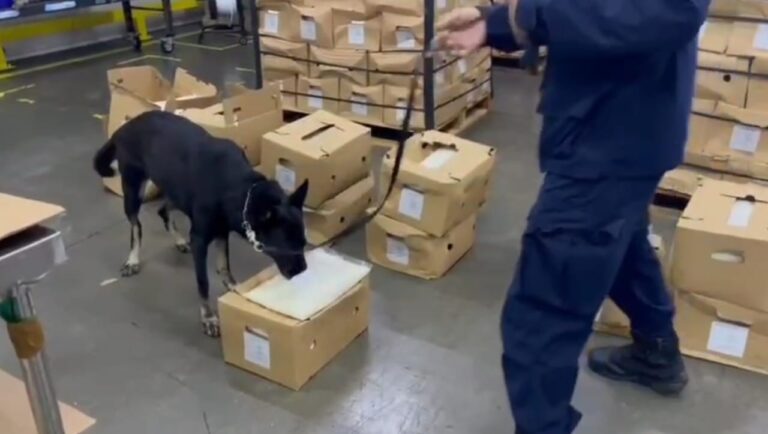 CONTENEDOR CON VERDURAS LLEVABA 29 KILOS DE COCAÍNA