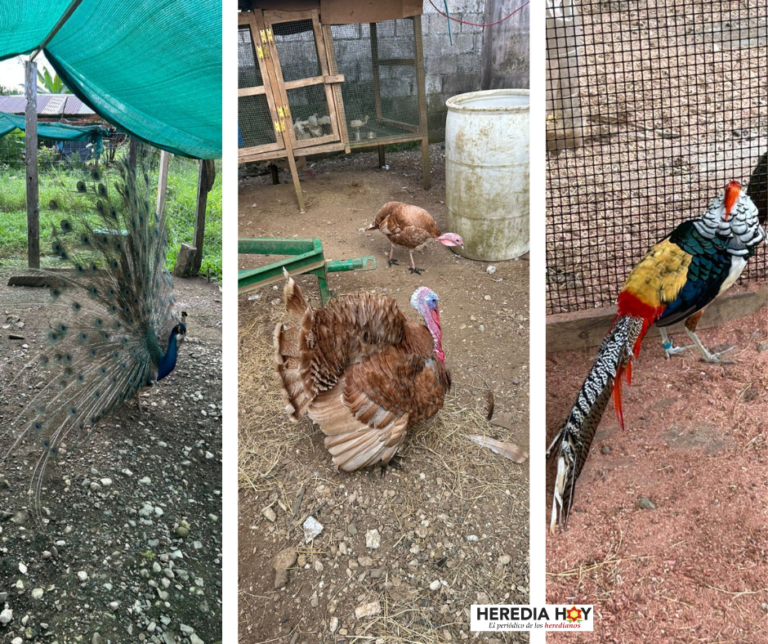 AVES EXÓTICAS, PERROS Y GALLOS DE PELEA DECOMISADO A DOS PRESUNTOS CAZADORES