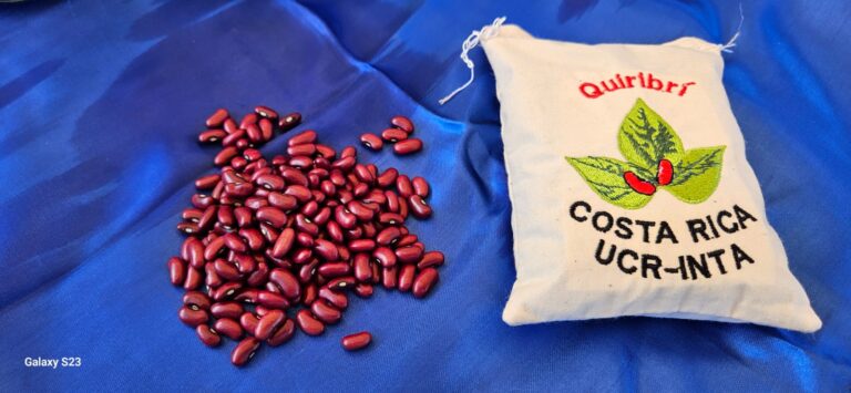 PAÍS CUENTA CON NUEVA VARIEDAD DE FRIJOL DE GRANO ROJO QUIRIBRÍ
