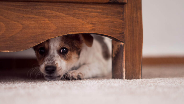 RECOMENDACIONES PARA TRANQUILIZAR MASCOTAS DURANTE LA PIROTECNIA