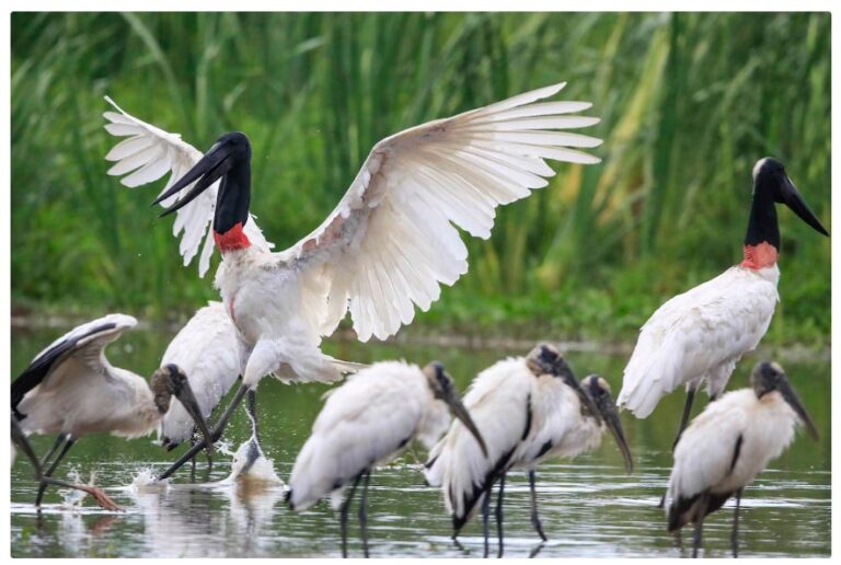 UNED LIDERA ESFUERZOS PARA LA CONSERVACIÓN DEL JABIRÚ EN COSTA RICA