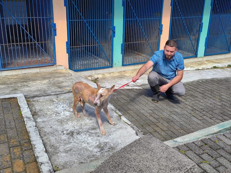 PERRO AGREDIDO EN GUÁCIMO SE RECUPERA EN REFUGIO HEREDIANO