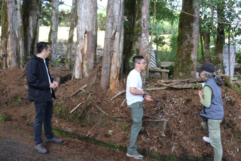 33% DE ÁRBOLES EN SECTOR DE EL TIROL ESTÁN MUERTOS, SEGÚN ESTUDIO DE LA UNA