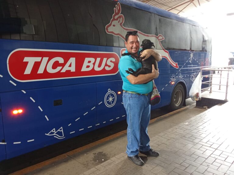 ABELITO: EL PERRITO QUE SE ROBÓ EL CORAZÓN DE LOS PASAJEROS DE TICA BUS
