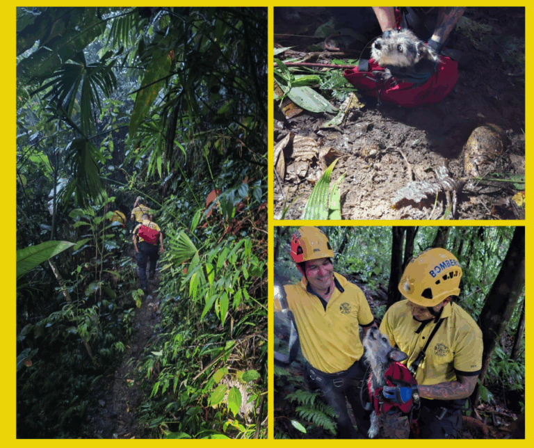 RESCATAN A CACHORRO TRAS CAER EN UN BARRANCO EN SABALITO DE COTO BRUS