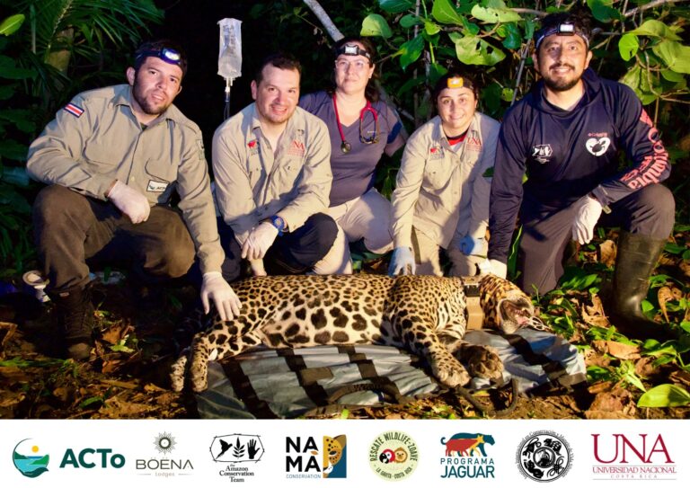 PROYECTO PIONERO MONITOREA JAGUARES EN EL PARQUE NACIONAL TORTUGUERO