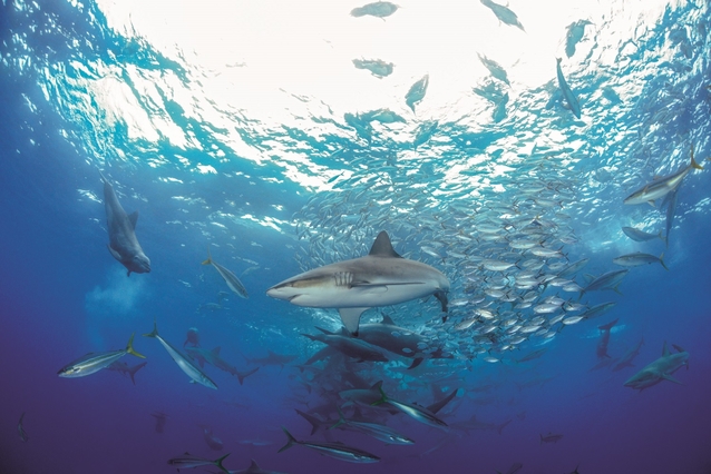 Imagen con fines ilustrativos, tomada de Alberto Muñoz, cortesía Ojalá Ediciones Imagen con fines ilustrativos, tomada de Alberto Muñoz, cortesía Ojalá Ediciones