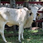 SENASA CONFIRMA CASO DE RABIA PARALÍTICA BOVINA EN TAGUAL DE OSA