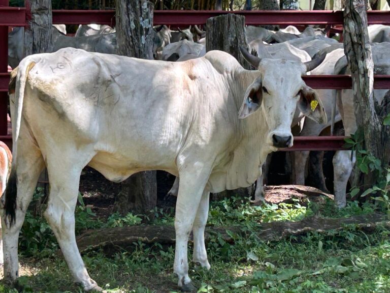 SENASA CONFIRMA CASO DE RABIA PARALÍTICA BOVINA EN TAGUAL DE OSA