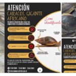 DETECTAN BROTE DE CARACOL GIGANTE EN ZONA NO AGRÍCOLA DE HEREDIA