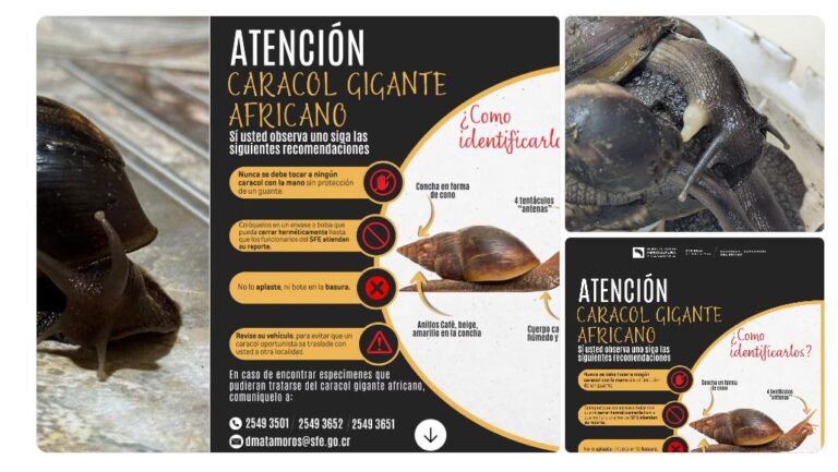 DETECTAN BROTE DE CARACOL GIGANTE EN ZONA NO AGRÍCOLA DE HEREDIA