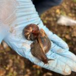 MÁS DE DOS MIL CARACOLES GIGANTES HAN ENCONTRADO EN HEREDIA