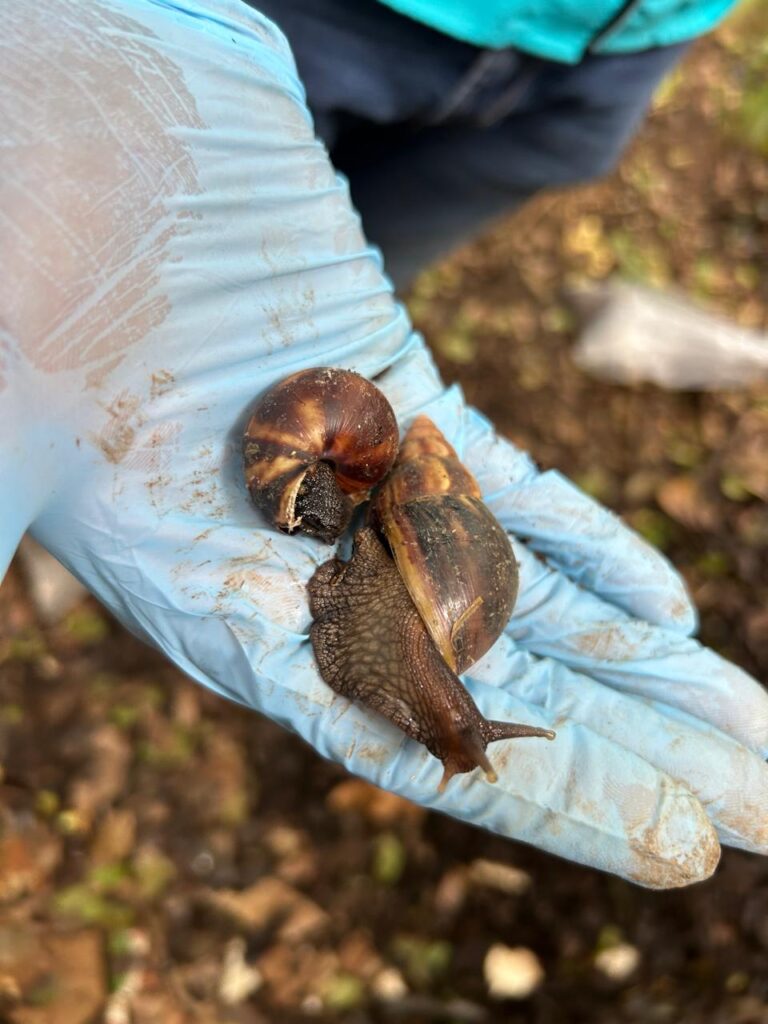 MÁS DE DOS MIL CARACOLES GIGANTES HAN ENCONTRADO EN HEREDIA