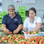 PROGRAMA TIERRA FÉRTIL DE WALMART IMPULSA LA INNOVACIÓN Y SOSTENIBILIDAD DEL AGRO NACIONAL