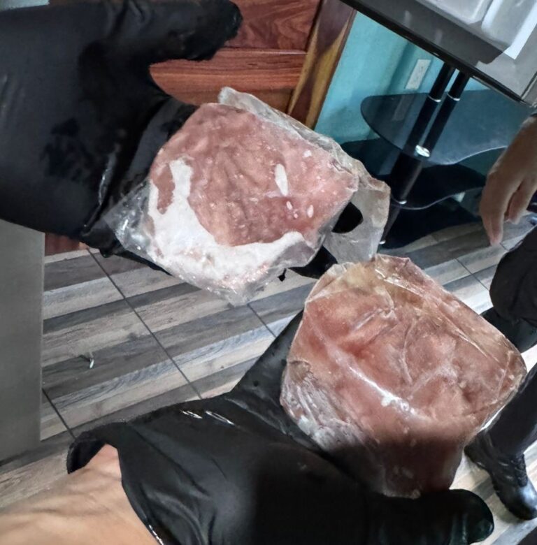 REALIZAN ALLANAMIENTOS POR CACERÍA ILEGAL DE SAÍNOS EN OSA