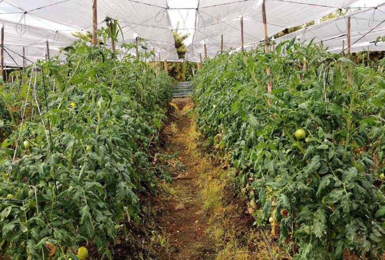 MAG IMPULSA PRODUCCIÓN DE TOMATE DESARROLLADO POR LA UCR PARA FORTALECER LA SEGURIDAD ALIMENTARIA