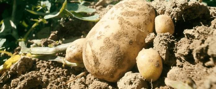 Imagen tomada de Proain