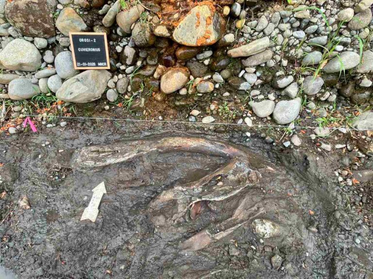 YA HAN RECUPERADO 71 PIEZAS DE MASTODONTE EN CARTAGO