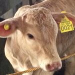 SENASA DETECTA IRREGULARIDADES EN TRAZABILIDAD BOVINA TRAS INSPECCIONES